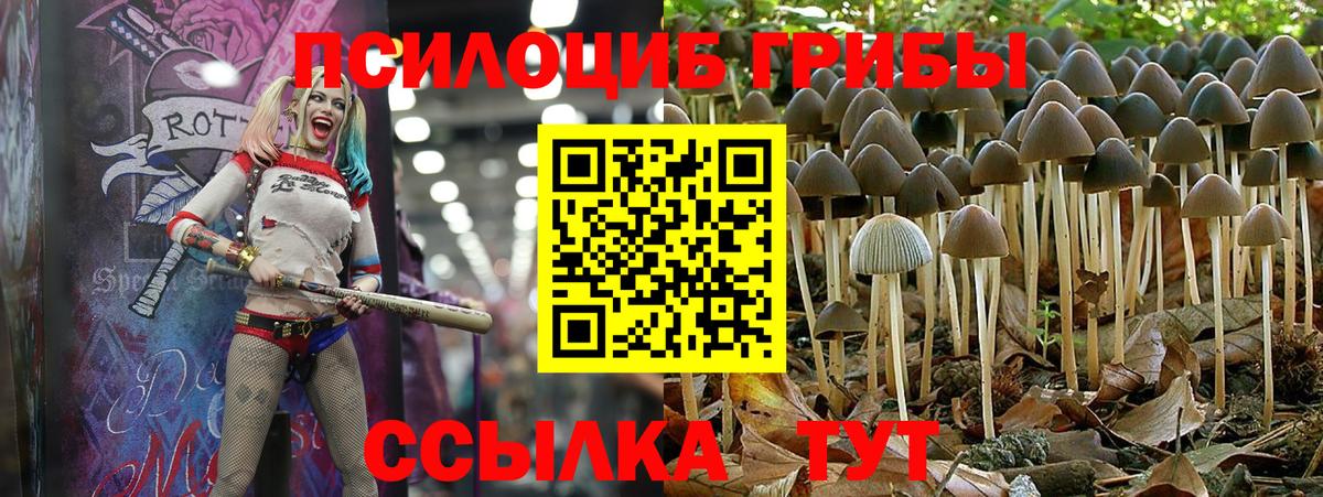Галлюциногенные грибы Psilocybe Сургут